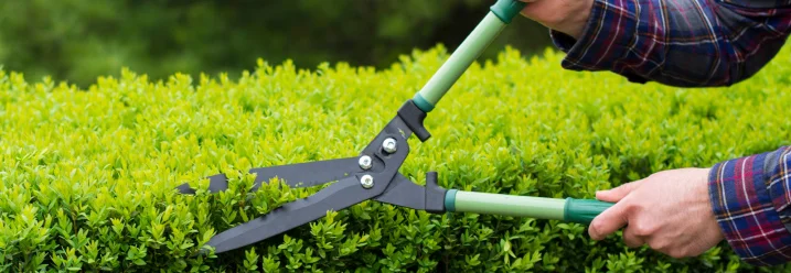 Person schneidet Hecke mit Gartenschere